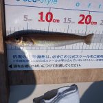 2017アルパマキス釣り大会☆